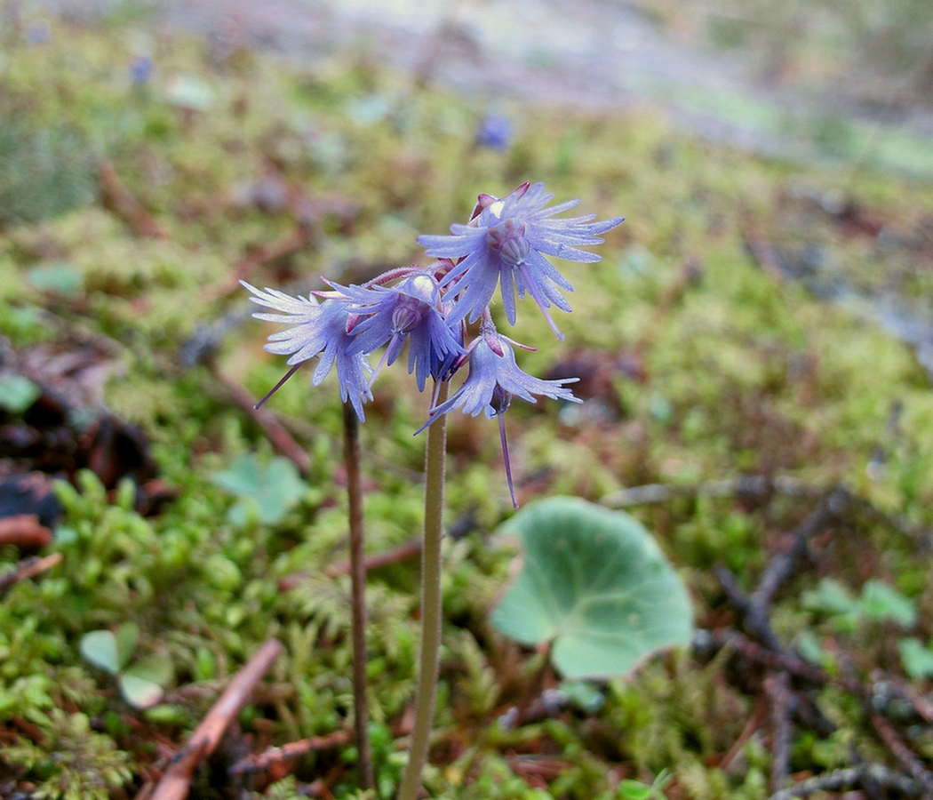 Image of Soldanella montana specimen.