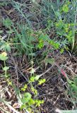 genus Euphorbia. Соцветие. Зап. Крым, г. Саки, территория детского оздоровительного лагеря \"Прибрежный\". 24.08.2011.