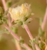 Salsola cyclophylla