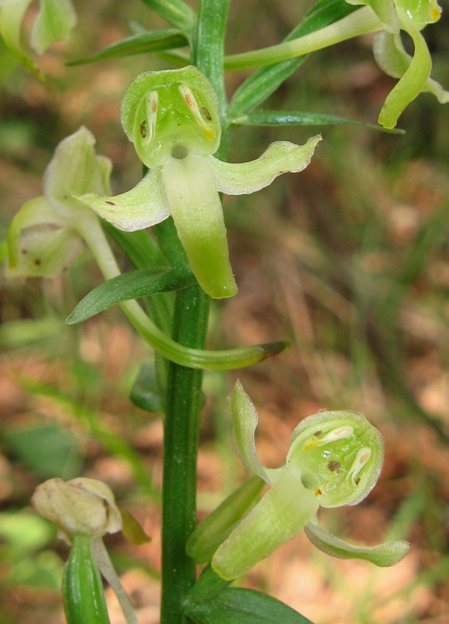 Изображение особи Platanthera chlorantha.