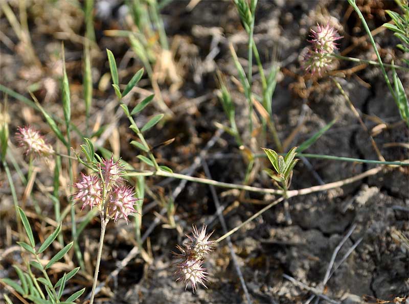 Image of Onobrychis caput-galli specimen.