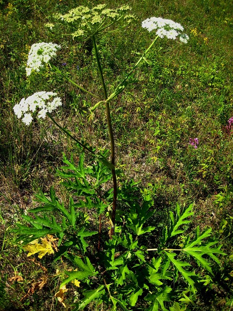 Изображение особи Heracleum dissectum.