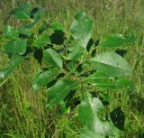 Salix myrsinifolia