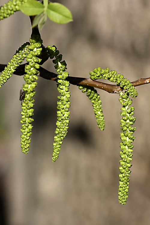 Image of Juglans regia specimen.