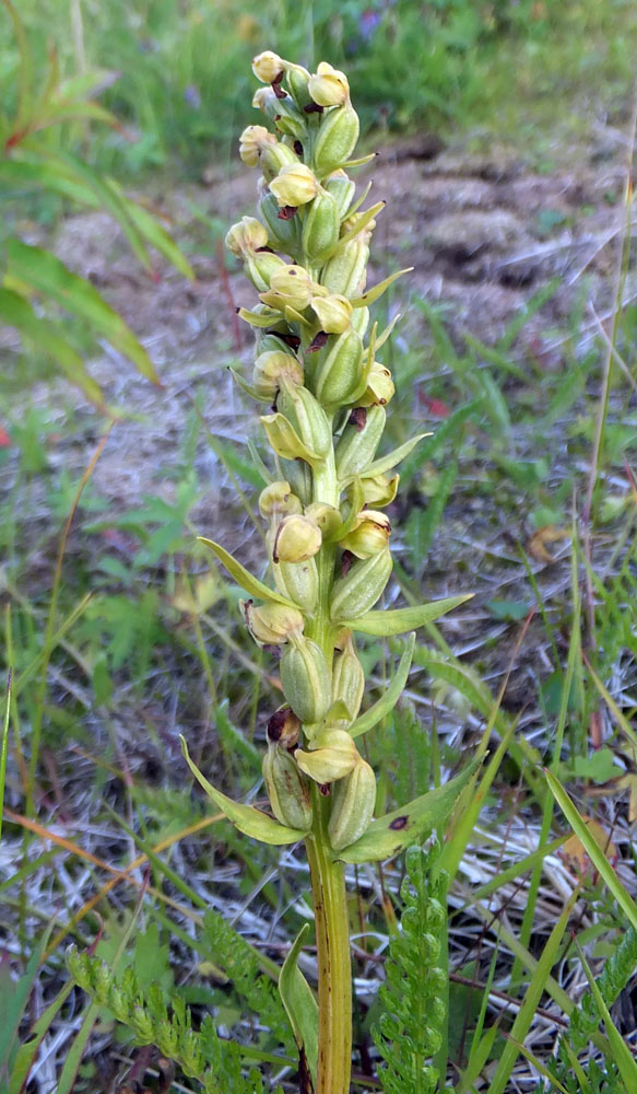 Image of Dactylorhiza viridis specimen.