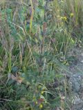 Cirsium arachnoideum