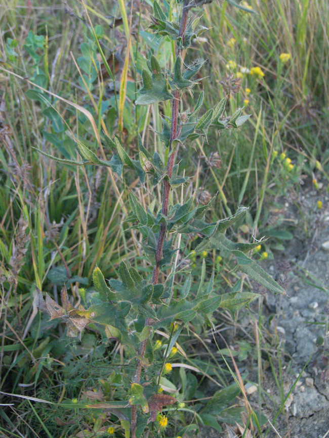 Image of Cirsium arachnoideum specimen.