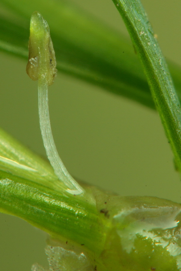 Изображение особи Zannichellia pedunculata.