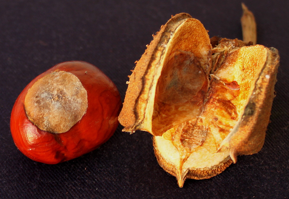 Image of Aesculus × carnea specimen.