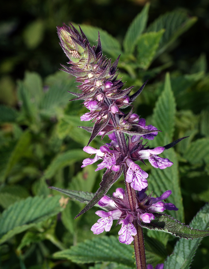 Image of Stachys palustris specimen.