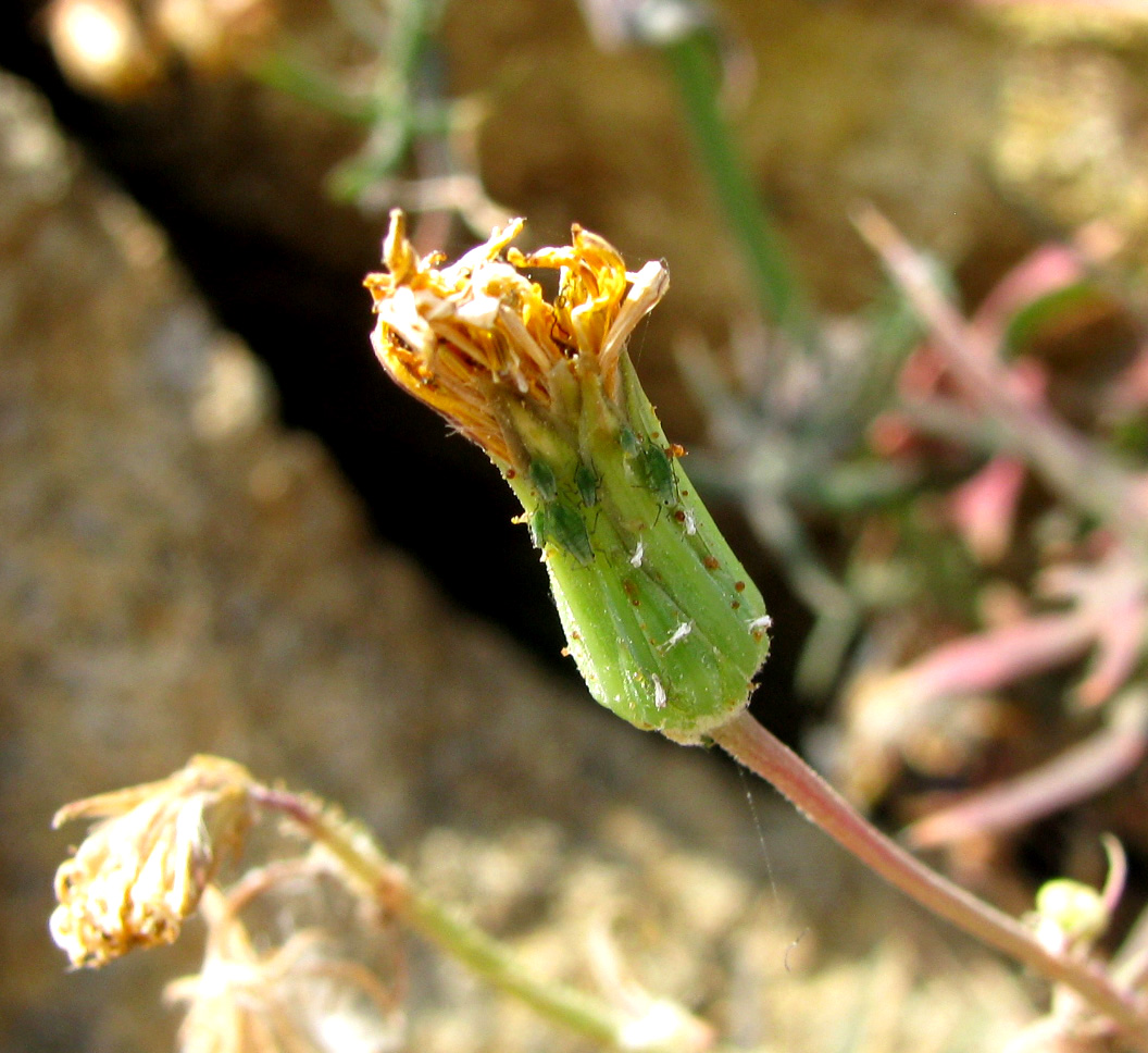 Image of Scorzonera laciniata specimen.