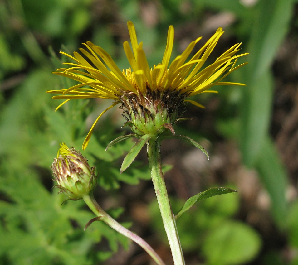 Image of Inula salicina specimen.