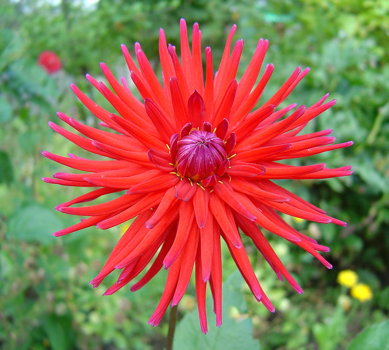 Image of Dahlia × cultorum specimen.