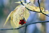 Euonymus macropterus