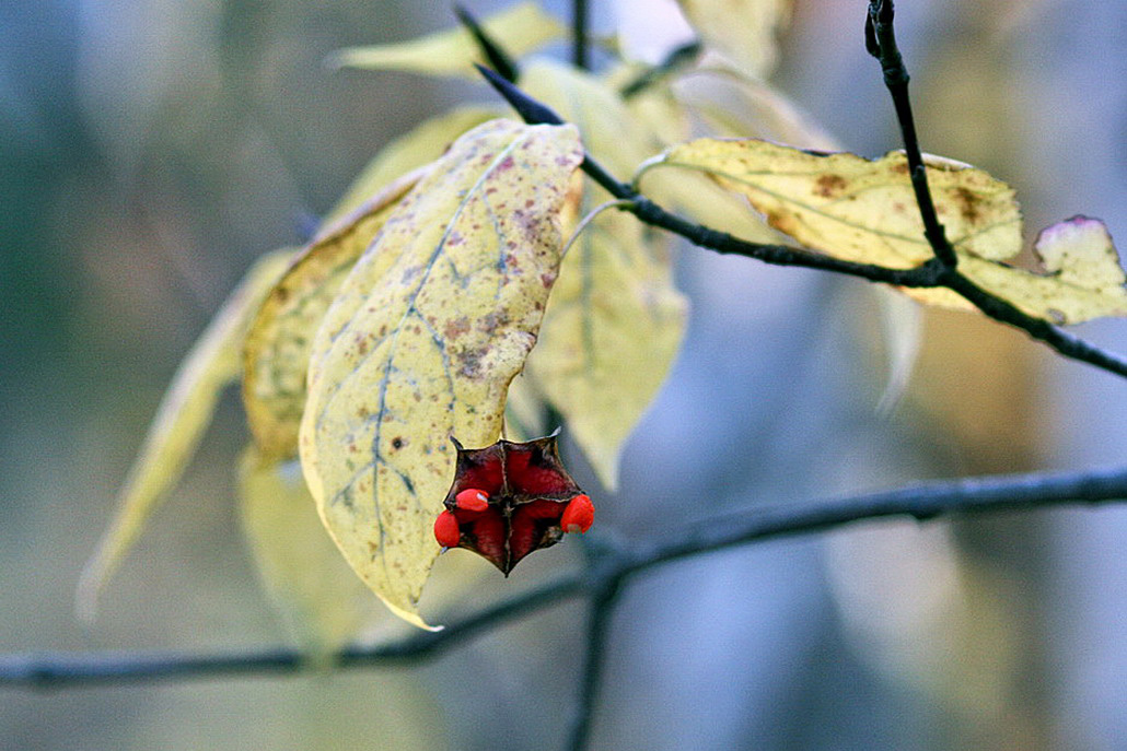 Изображение особи Euonymus macropterus.