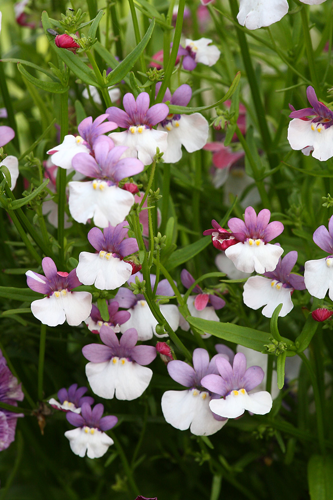 Изображение особи Nemesia strumosa.