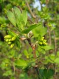 Ribes aureum