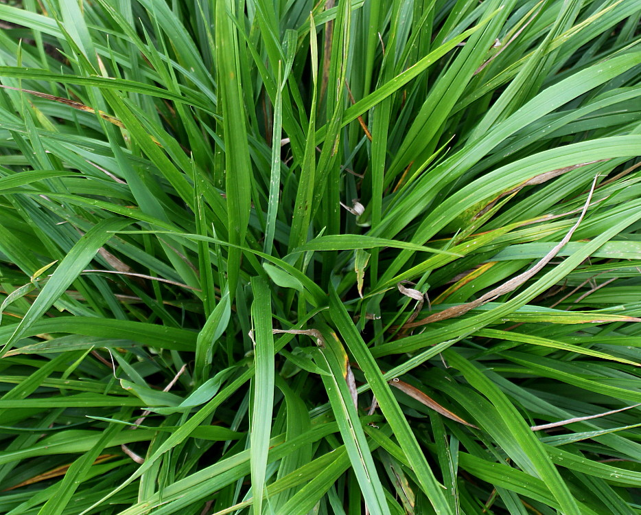 Image of Sorghastrum nutans specimen.