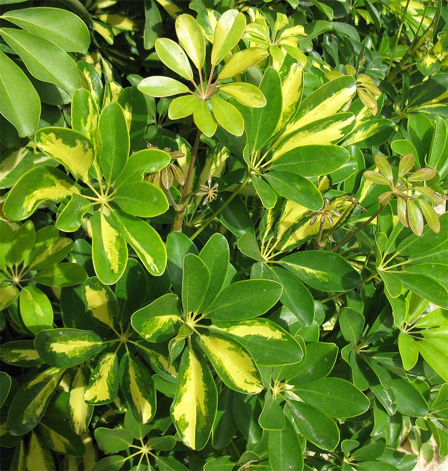 Image of Heptapleurum arboricola specimen.
