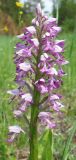 Orchis militaris