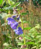 Scutellaria tuminensis