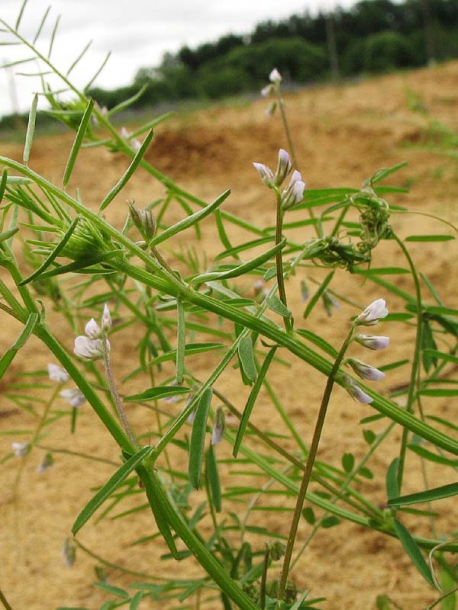 Image of Vicia hirsuta specimen.