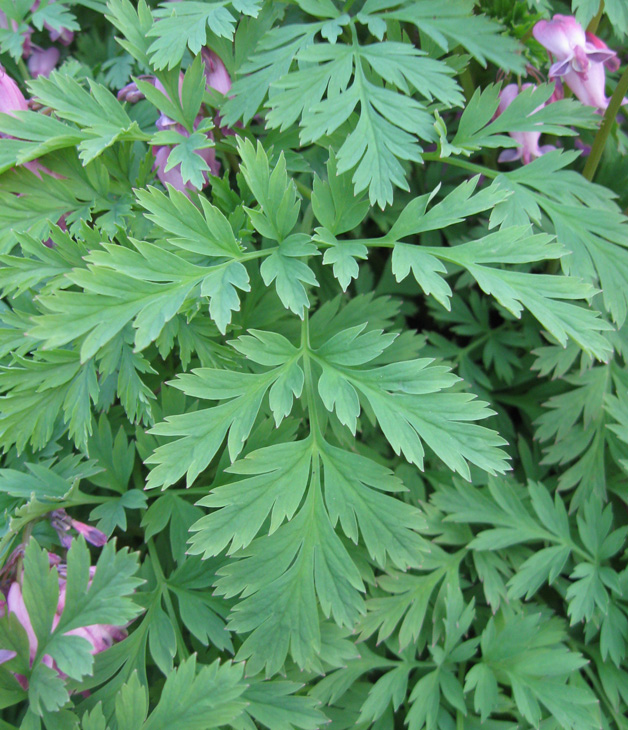 Image of Dicentra formosa specimen.