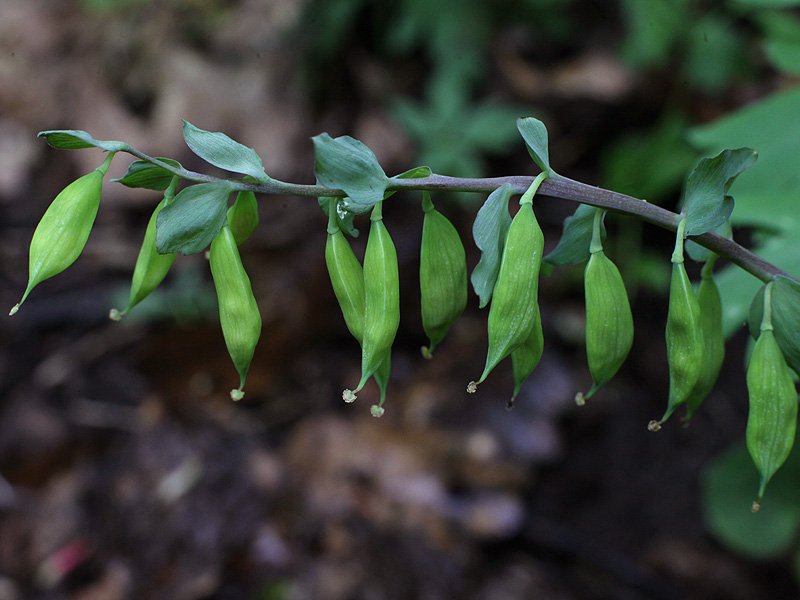 Image of Corydalis cava specimen.