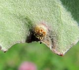 Tussilago farfara