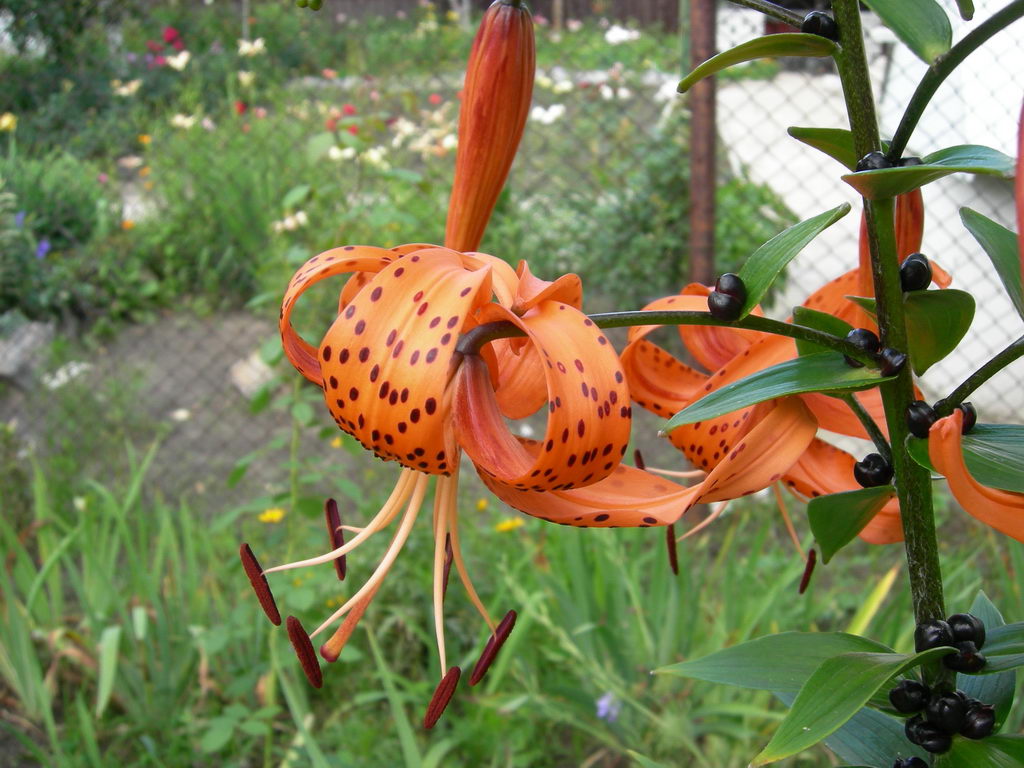 Image of Lilium lancifolium specimen.