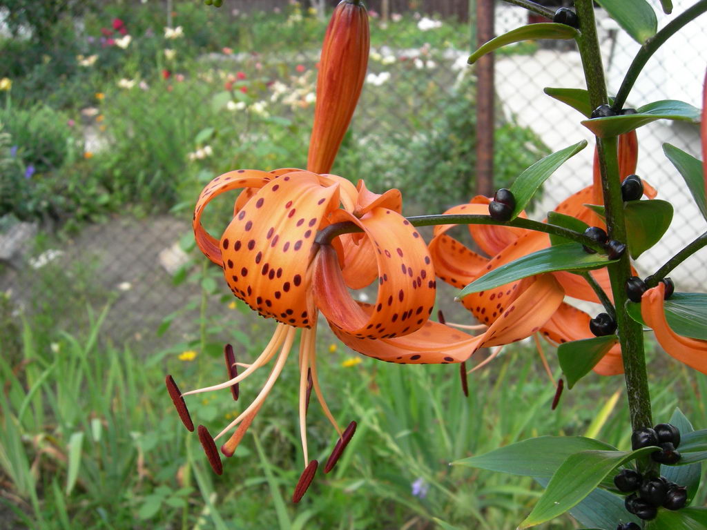 Изображение особи Lilium lancifolium.