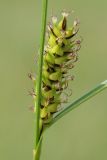 Carex melanostachya