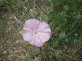 Convolvulus cantabrica