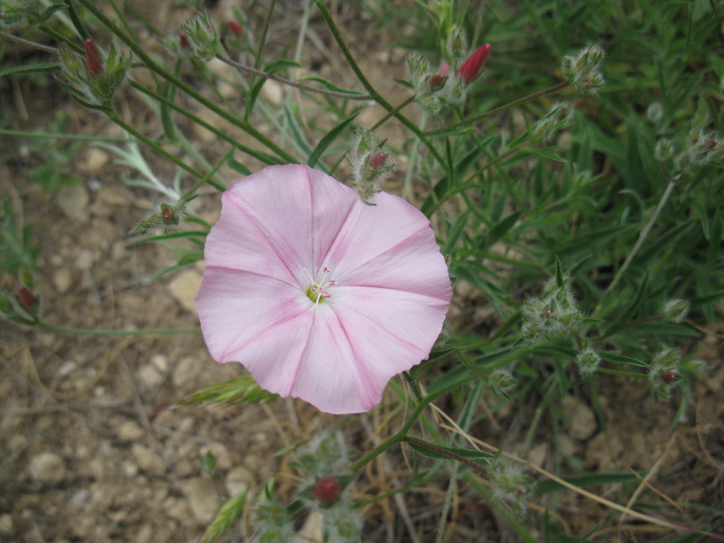 Изображение особи Convolvulus cantabrica.