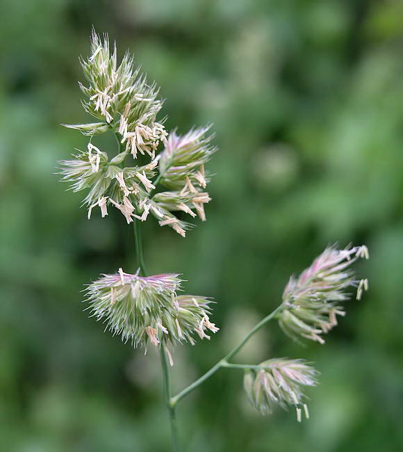 Изображение особи Dactylis glomerata.