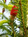 Picea obovata. Ветка с молодой шишкой. Новосибирская обл., Искитимский р-н, пгт Линёво, 6 июня 2013 г.