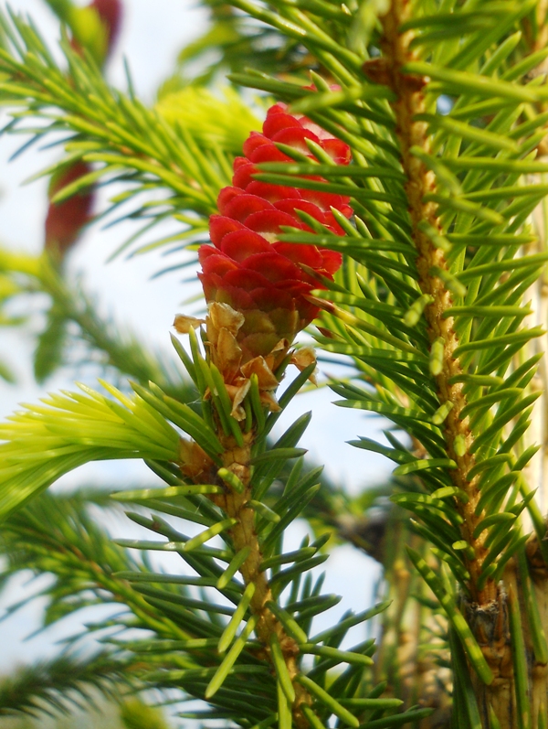 Изображение особи Picea obovata.