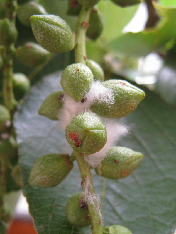Изображение особи Populus balsamifera.