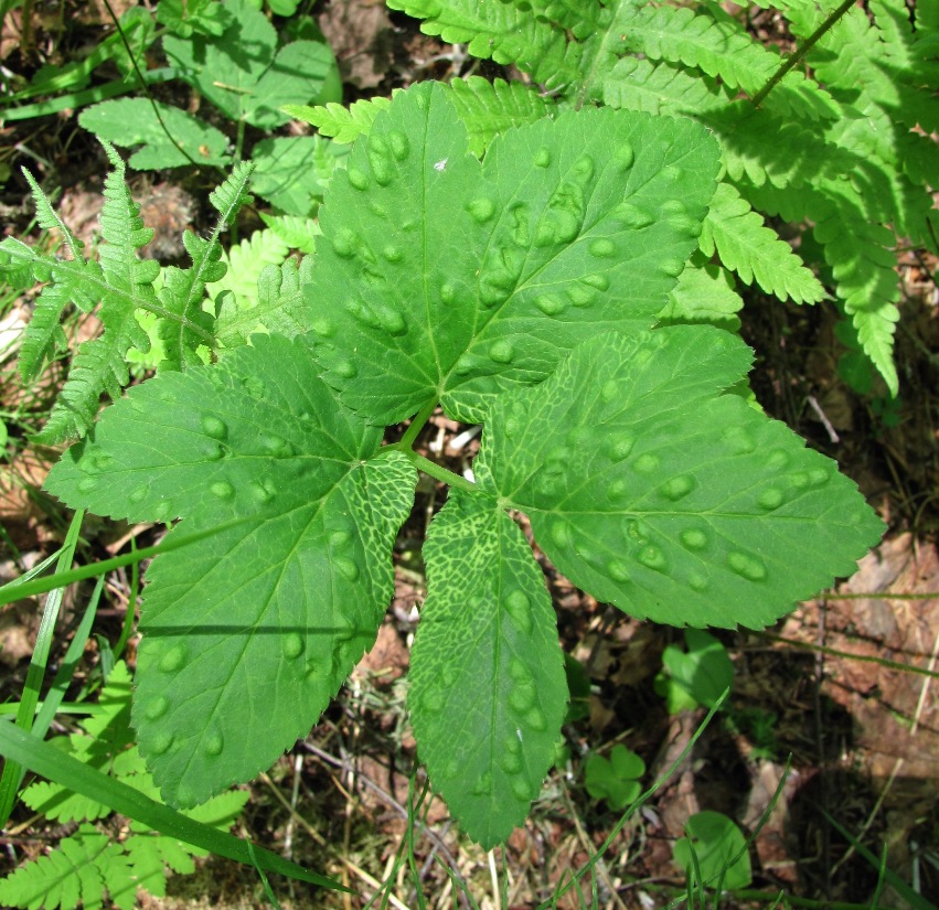 Image of Aegopodium podagraria specimen.