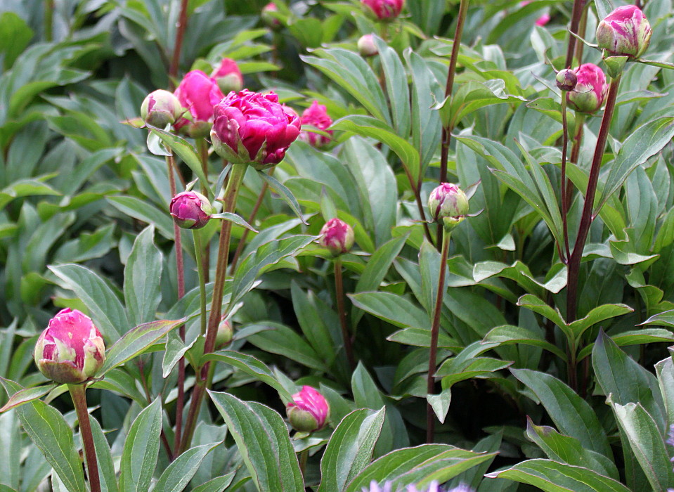 Image of Paeonia lactiflora specimen.