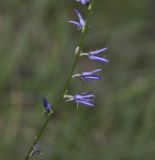 Asyneuma limonifolium