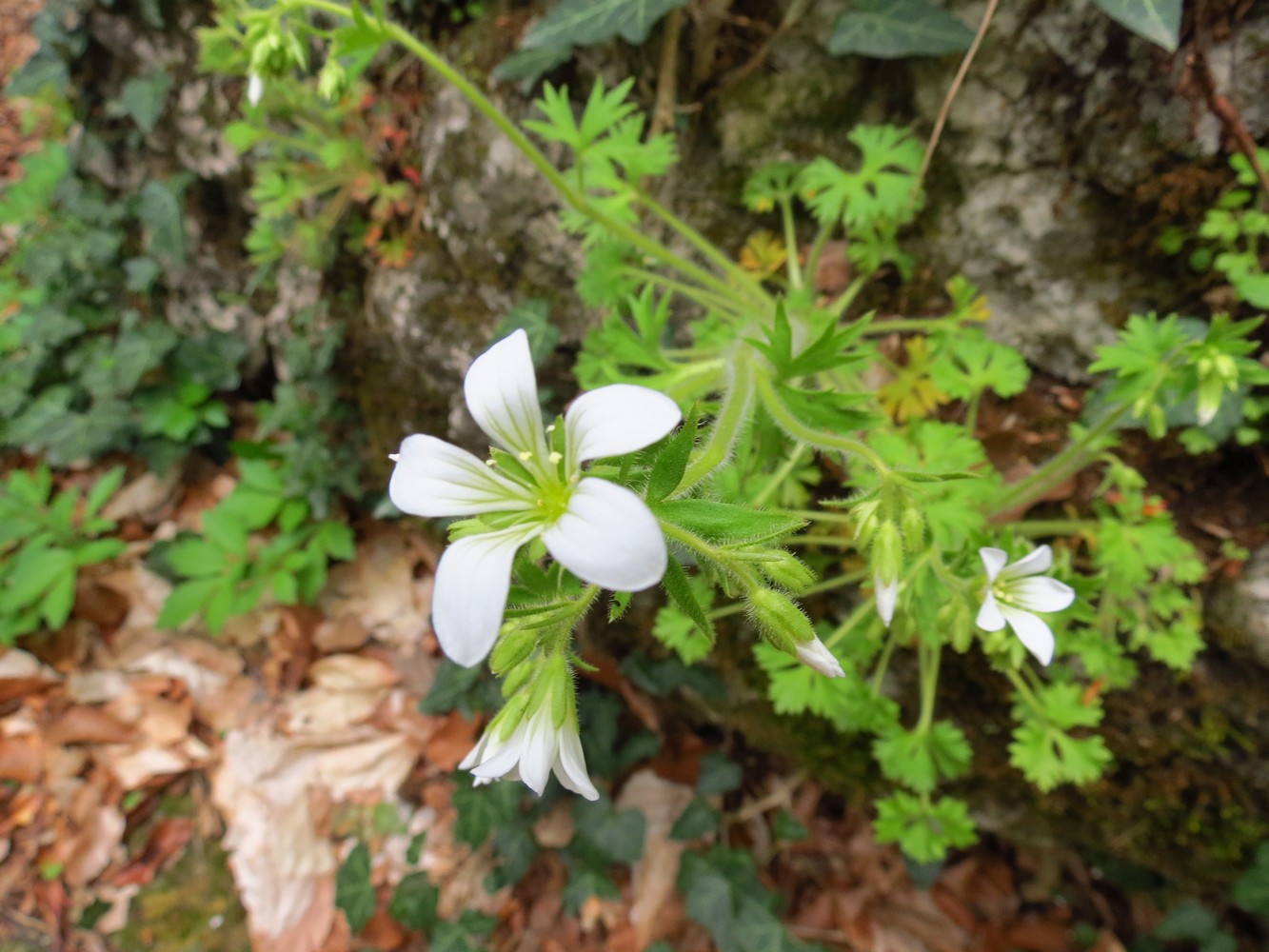 Image of Saxifraga irrigua specimen.