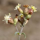 Silene spergulifolia