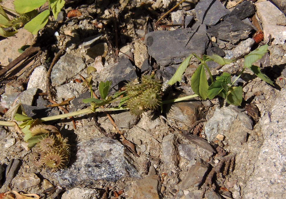 Изображение особи Medicago denticulata.