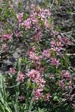 Amygdalus petunnikowii