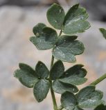 Thalictrum minus ssp. olympicum