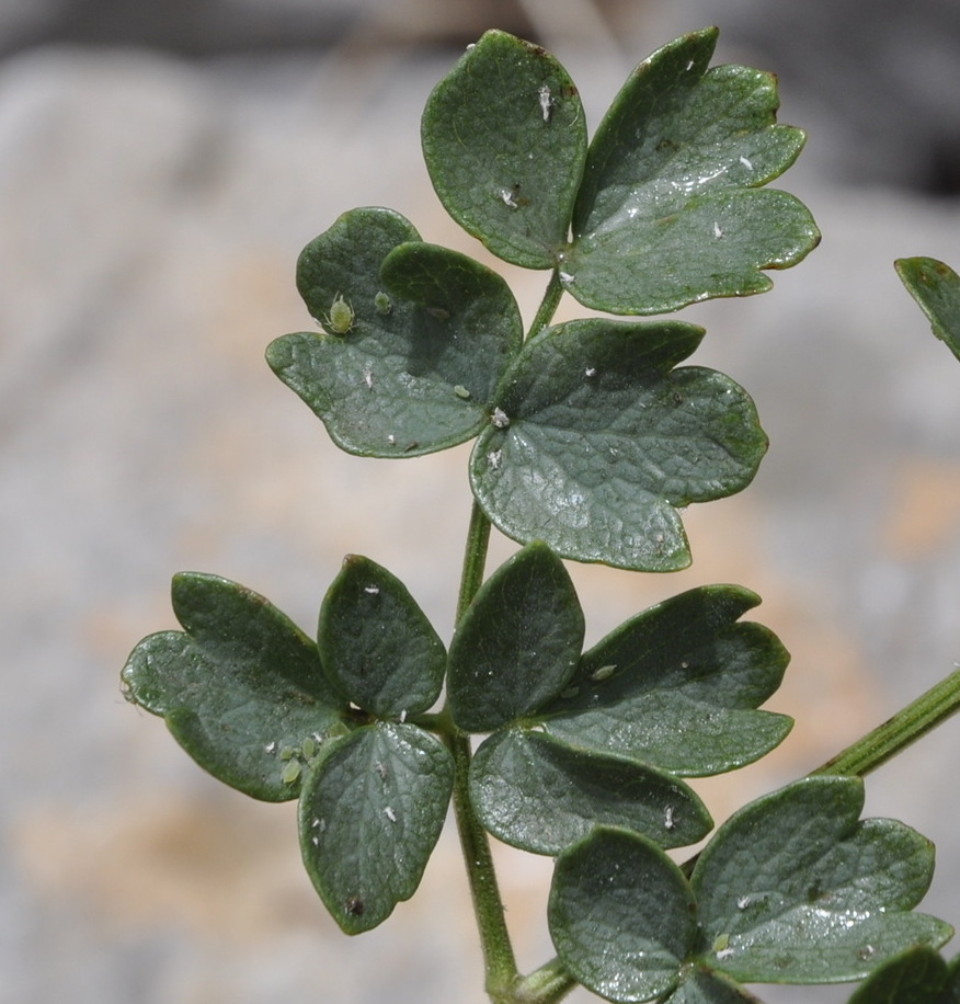 Image of Thalictrum minus ssp. olympicum specimen.