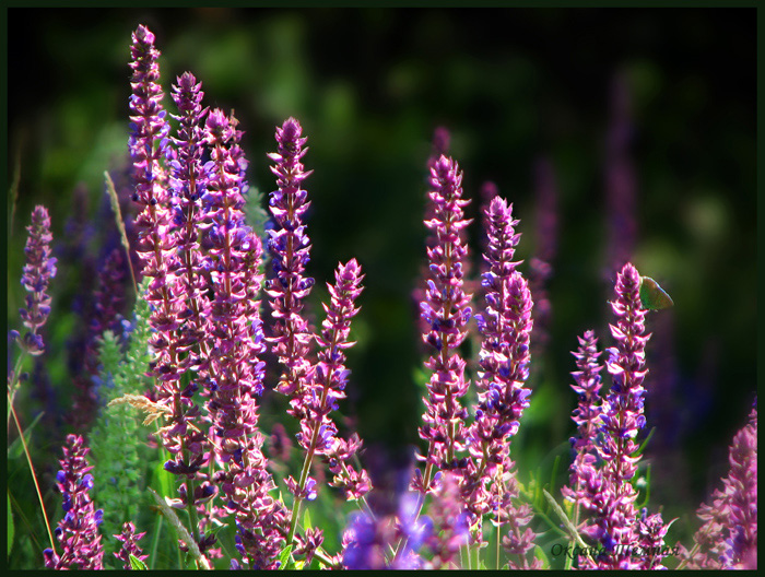 Изображение особи Salvia tesquicola.