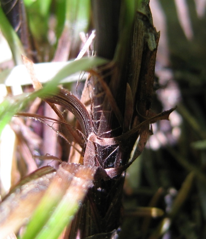 Image of Carex rhizina specimen.