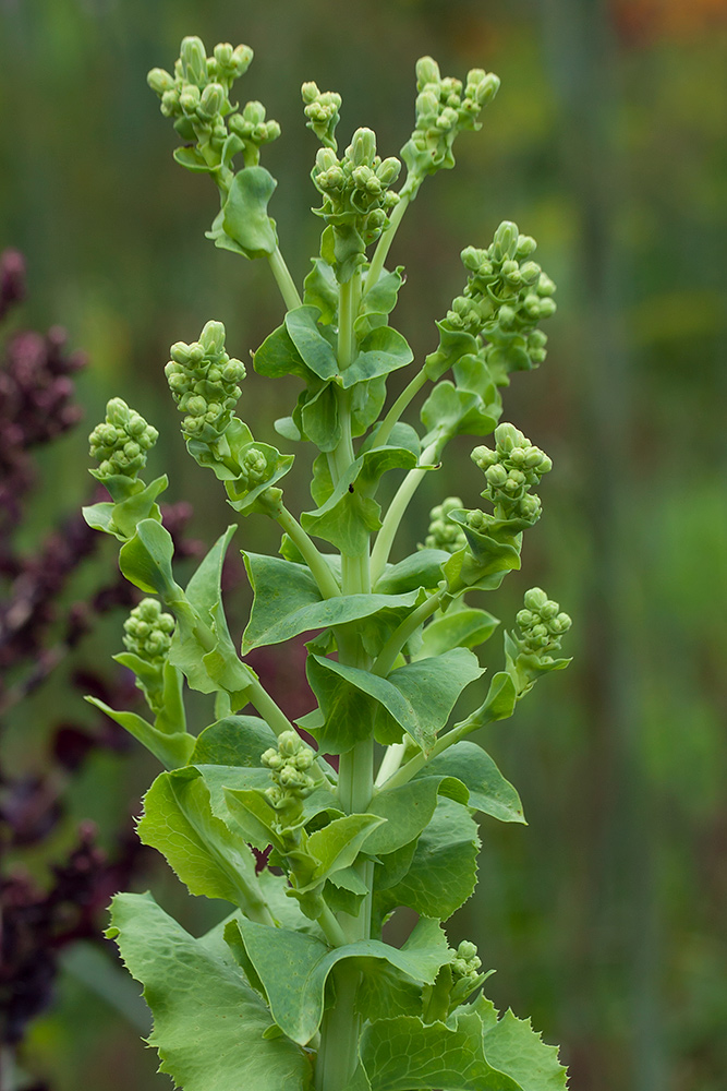 Изображение особи Lactuca sativa.